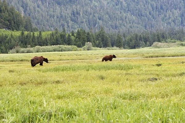 Grizzly Bear - two. Khuzemateen Grizzly Bear Sanctuary - British Colombia - Canada