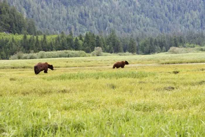 Framed Print : Grizzly Bear - two. Khuzemateen Grizzly Bear Sanctuary - British Colombia - Canada Framed Print : Grizzly Bear - two. Khuzemateen Grizzly Bear Sanctuary - British Colombia - Canada