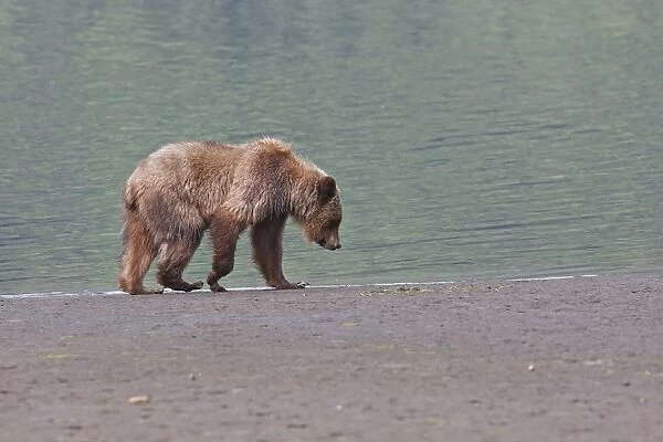 Grizzly Bear - walkding along estuary beach. Khuzemateen Grizzly Bear Sanctuary - British Colombia - Canada