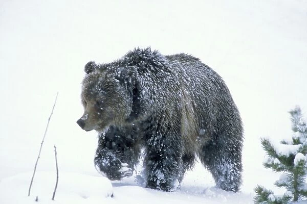 Grizzly Bear walking through early spring snowstorm. Wyoming. May