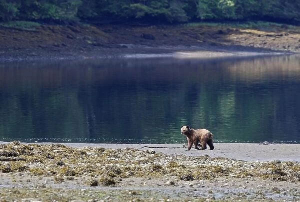 Grizzly Bear - walking along estuary beach. Khuzemateen Grizzly Bear Sanctuary - British Colombia - Canada