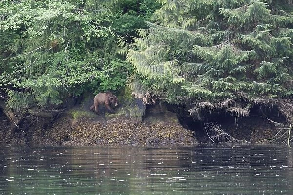 Grizzly Bear - walking by estuary. Khuzemateen Grizzly Bear Sanctuary - British Colombia - Canada