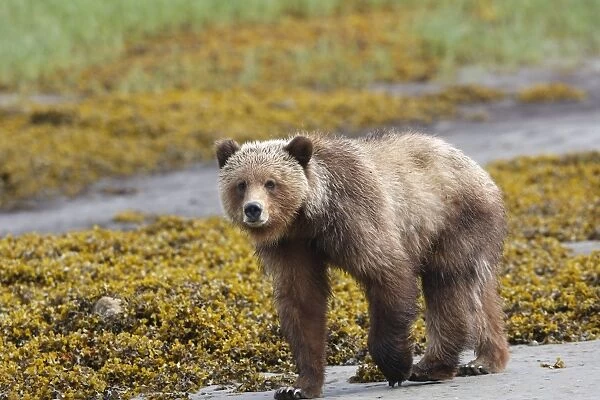 Grizzly Bear - walking by estuary. Khuzemateen Grizzly Bear Sanctuary - British Colombia - Canada