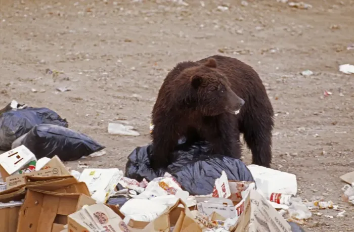 Framed Print : Grizzly Bear WAT 2132 in rubbish. Alaska. Ursus horribilis © M. Watson / ardea. com Framed Print : Grizzly Bear WAT 2132 in rubbish. Alaska. Ursus horribilis © M. Watson / ardea. com