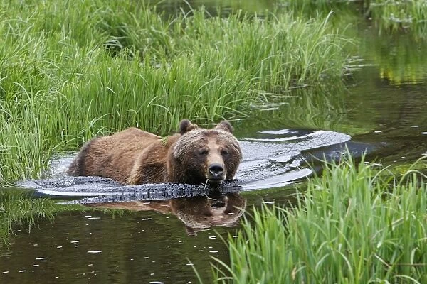 Grizzly Bear - in water. Khuzemateen Grizzly Bear Sanctuary - British Colombia - Canada