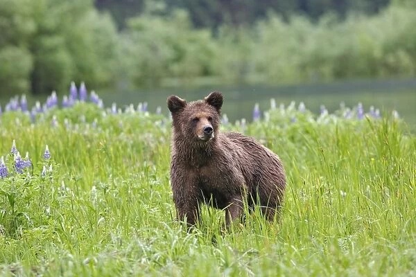 Grizzly Bear - wet - by estuary. Khuzemateen Grizzly Bear Sanctuary - British Colombia - Canada