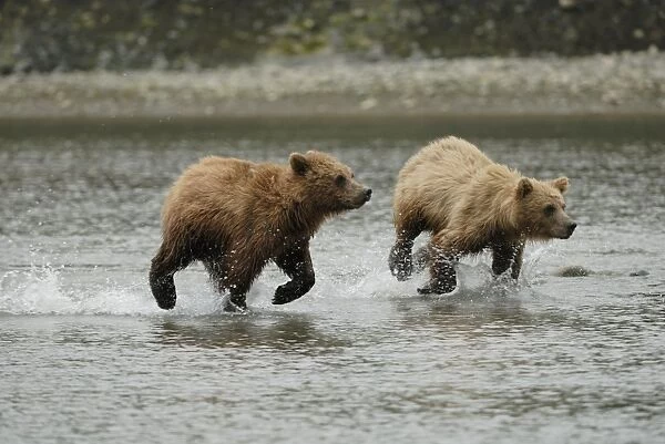 Grizzly Bear - young running in water. McNeil River sanctuary - Alaska - USA