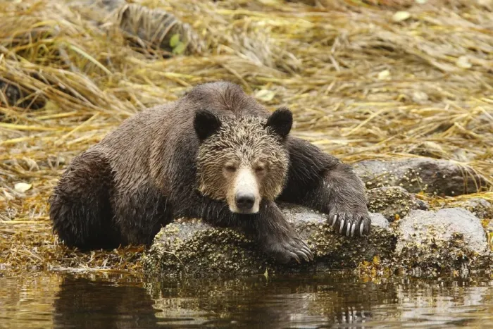 Framed Print : Grizzly beari - fishing for salmon in Mussel Bay. British Columbia - Canada