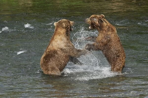 Grizzly Bears - Fighting in river