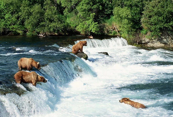 Grizzly BEARS - fishing for Salmon at Brooks Falls