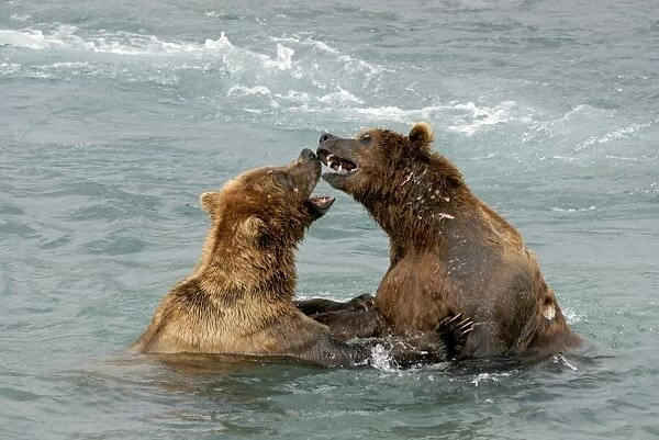 Grizzly Bears - playing in river. Katmai National Park - Alaska - USA