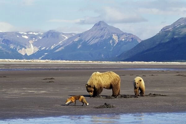 Grizzly Bears - Sow with yearling cub -digging razor clams on beach facing Shelikof Strait in Katmai National Park, Alaska. A red fox is looking around for scraps left by the bears. MF404