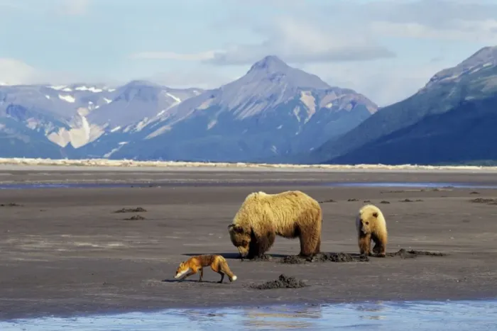 Framed Print : Grizzly Bears - Sow with yearling cub -digging razor clams on beach facing Shelikof Strait in Katmai National Park, Alaska. A red fox is looking around for scraps left by the bears. MF404 Framed Print : Grizzly Bears - Sow with yearling cub -digging razor clams on beach facing Shelikof Strait in Katmai National Park, Alaska. A red fox is looking around for scraps left by the bears. MF404