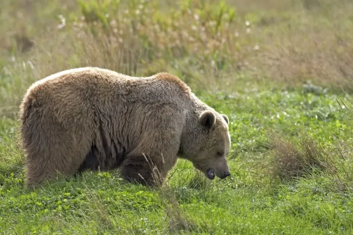 Framed Print : Grizzly Brown Bear Framed Print : Grizzly Brown Bear