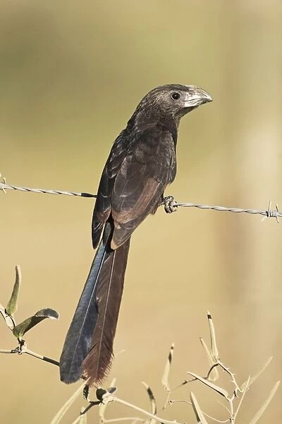 Groove-billed Ani. Member of the cuckoo family. Nayarit Mexico in March