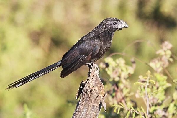 Groove-billed Ani. Member of the cuckoo family. Nayarit Mexico in March