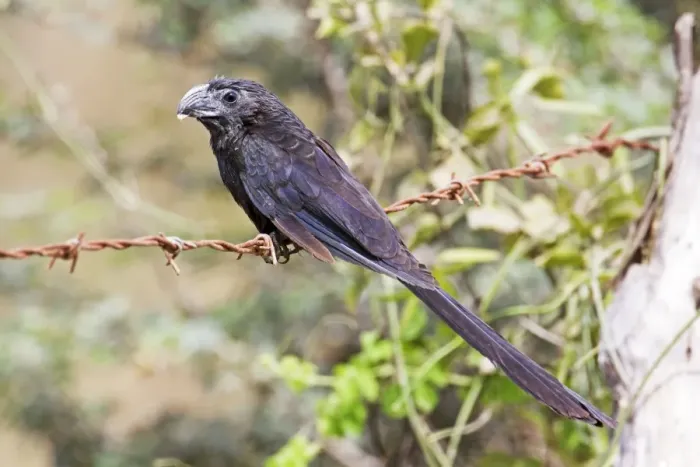 Framed Print : Groove-billed Ani. Member of the cuckoo family. Nayarit Mexico in March Framed Print : Groove-billed Ani. Member of the cuckoo family. Nayarit Mexico in March