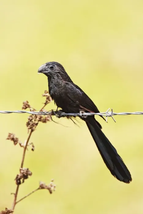 Framed Print : Groove-billed Ani. Member of the cuckoo family. Nayarit Mexico in March Framed Print : Groove-billed Ani. Member of the cuckoo family. Nayarit Mexico in March