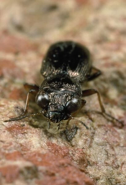 Ground Beetle - UK