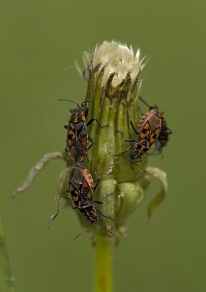 Ground bugs, mating; on dandelion seed-head