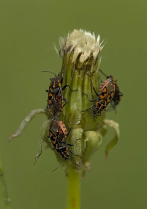 Framed Print : Ground bugs, mating; on dandelion seed-head Framed Print : Ground bugs, mating; on dandelion seed-head