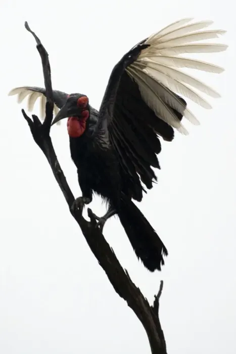 Framed Print : Ground Hornbill - Landing on tree - Moremi - Okavango Delta - Savuti - Botswana - Africa Framed Print : Ground Hornbill - Landing on tree - Moremi - Okavango Delta - Savuti - Botswana - Africa
