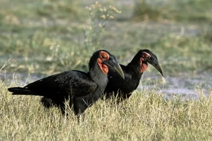 Framed Print : Ground Hornbill - Okavango - Botswana Framed Print : Ground Hornbill - Okavango - Botswana