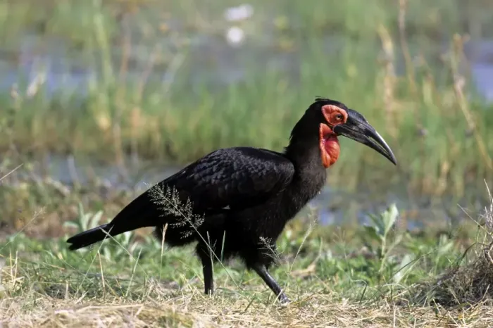 Framed Print : Ground Hornbill - Okavango - Botswana Framed Print : Ground Hornbill - Okavango - Botswana
