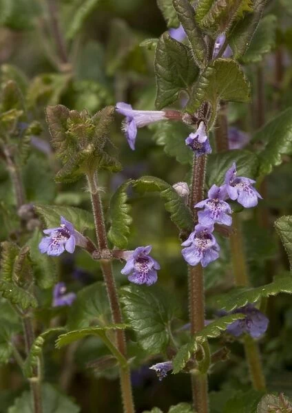 Ground Ivy (Glechoma hederacea) Date