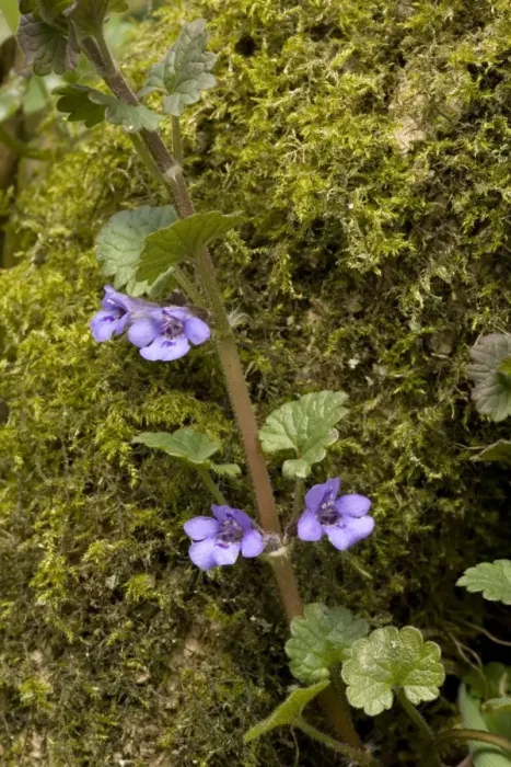 Framed Print : Ground ivy, on mossy trunk. (Nepeta glechoma = Glechoma hederacea) Framed Print : Ground ivy, on mossy trunk. (Nepeta glechoma = Glechoma hederacea)