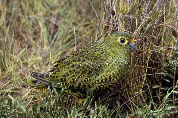 Framed Print : Ground Parrot Framed Print : Ground Parrot