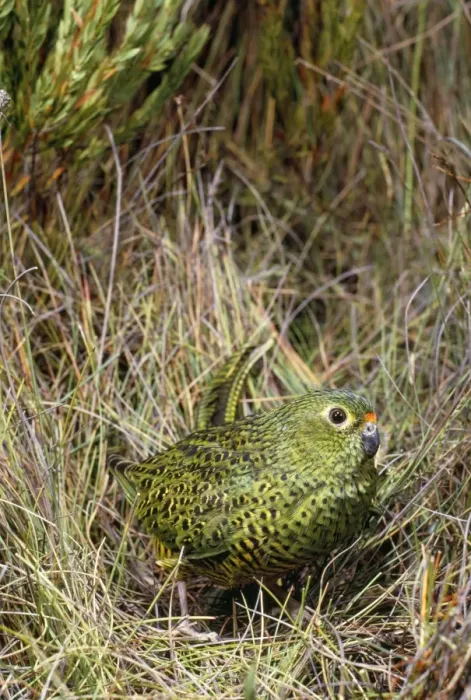 Framed Print : Ground Parrot Framed Print : Ground Parrot