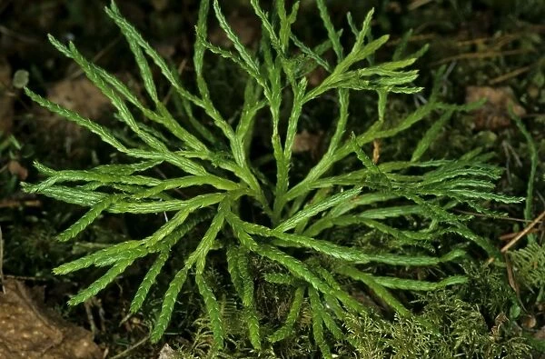 Ground Pine  /  Club-moss typical plant on taiga-forest floor near river Bolshoi Ugan, near Ugut settlement; Uganskii Nat. reserve, Siberia, Russia; spring Ug37. 0958 (Diphasium complanatum (L. ) Rothm