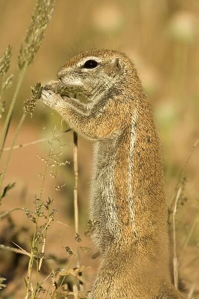 Ground Squirrel-Close up portrait-feeding on grass seeds Kalahari Desert-Kgalagadi National Park-South Africa