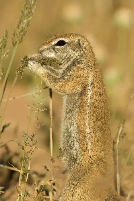 Framed Print : Ground Squirrel-Close up portrait-feeding on grass seeds Kalahari Desert-Kgalagadi National Park-South Africa Framed Print : Ground Squirrel-Close up portrait-feeding on grass seeds Kalahari Desert-Kgalagadi National Park-South Africa