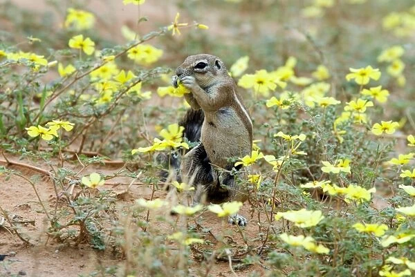 Ground Squirrel feeding on dubbeltjie flowers. Endemic in arid areas of southern Africa. Kgalagadi Transfrontier Park, Northern Cape, South Africa