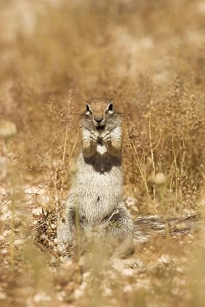 Ground Squirrel-in classic feeding stance-sequence Kalahari Desert-Kgalagadi National Park-South Africa