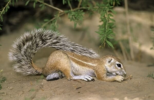 Ground Squirrel - Kgalagadi Transfrontier Park - South Africa