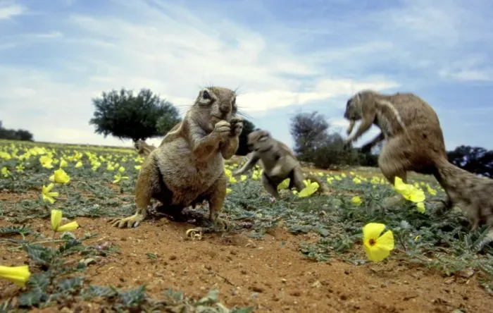 Framed Print : Ground Squirrels CRH 930 Foraging amongst blooming flowers Kalahari, Botswana Xerus inauris © Chris Harvey / ardea. com Framed Print : Ground Squirrels CRH 930 Foraging amongst blooming flowers Kalahari, Botswana Xerus inauris © Chris Harvey / ardea. com