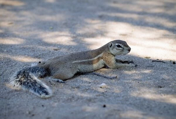 Ground squirrrel offloading body heat through belly by lying on cool sand in shade. Kgalagadi Transfrontier Park, Northern Cape, South Africa