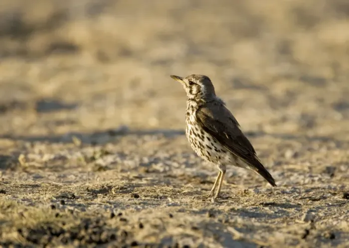 Framed Print : Groundscraper Thrush - Warming itself at dawn- Northern Namibia- Africa Framed Print : Groundscraper Thrush - Warming itself at dawn- Northern Namibia- Africa