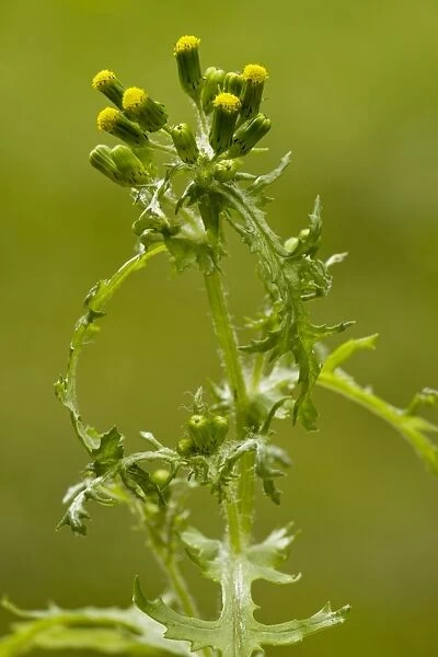 Groundsel (Senecio vulgaris) in flower; common annual weed. Dorset