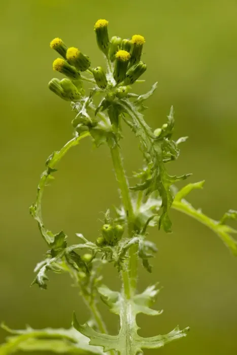 Framed Print : Groundsel (Senecio vulgaris) in flower; common annual weed. Dorset Framed Print : Groundsel (Senecio vulgaris) in flower; common annual weed. Dorset