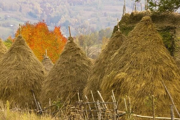 Group of hay stooks, with thatched barn and cherry tree beyond, in the Galda valley, Apuseni mountains, Romania