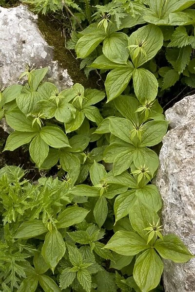 Group of Herb Paris - in limestone crevice - Slovenia