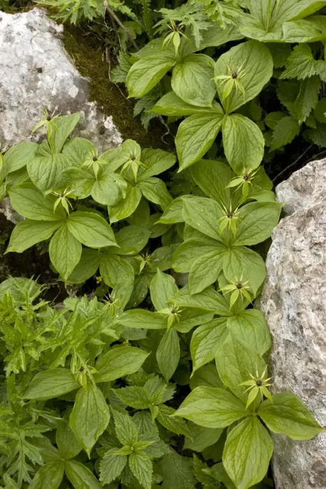 Framed Print : Group of Herb Paris - in limestone crevice - Slovenia Framed Print : Group of Herb Paris - in limestone crevice - Slovenia
