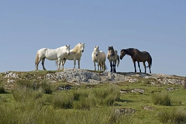 Group of horses on hill top Isle of Islay Scotland