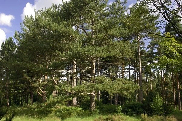A group of Maritime  /  Corsican Pine in Bedgebury Pinetum, Goundhurst, Kent. August. It is clear that a particular tree genus are planted in groups within the park