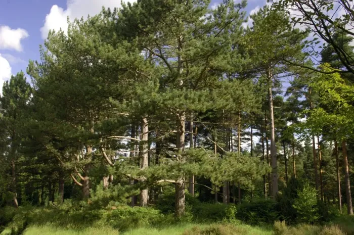 Framed Print : A group of Maritime / Corsican Pine in Bedgebury Pinetum, Goundhurst, Kent. August. It is clear that a particular tree genus are planted in groups within the park Framed Print : A group of Maritime / Corsican Pine in Bedgebury Pinetum, Goundhurst, Kent. August. It is clear that a particular tree genus are planted in groups within the park