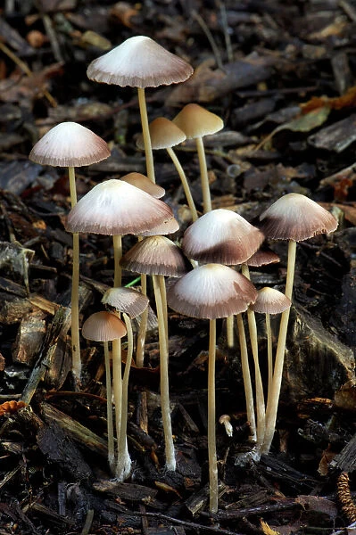 A group of Mycena found in mixed woodland growing out of buried twigs and charred wood chippings. Season - autumn. Edibility - not known